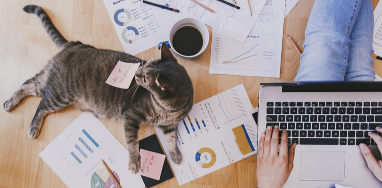 A cat plays in office documents and reminders. A cat plays in office documents and reminders.