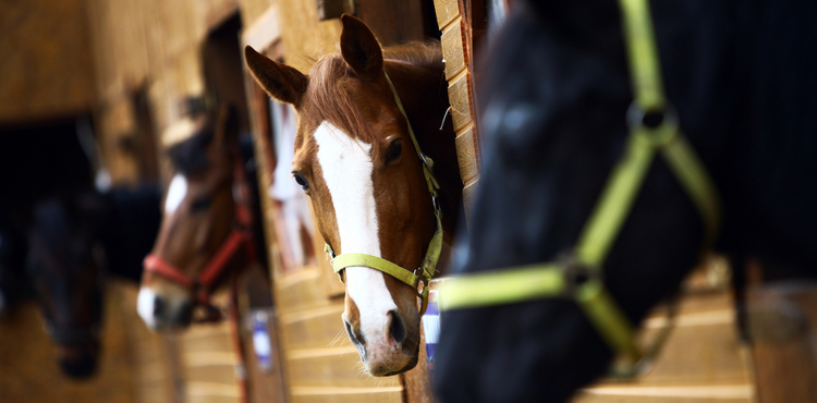 Close up of horses in a stable. Close up of horses in a stable.