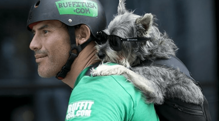 A man wears his dog with a Ruffit dog carrier backpack. A man wears his dog with a Ruffit dog carrier backpack.