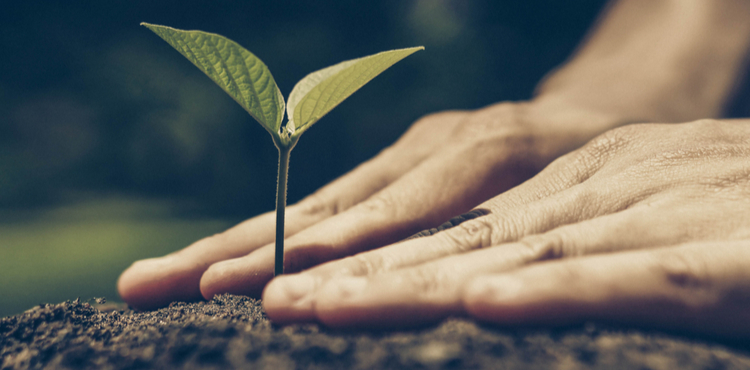 Hands placed around a young plant. Hands placed around a young plant.