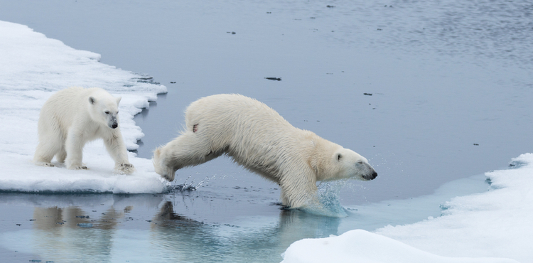Polar bears jumping across ice. Polar bears jumping across ice.