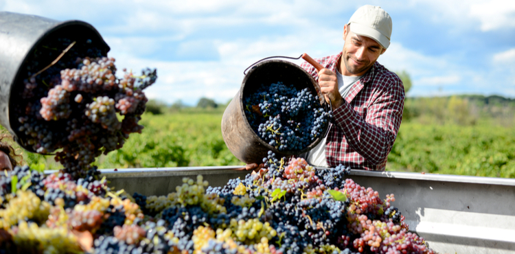 A worker harvests grapes in a vineyard. A worker harvests grapes in a vineyard.
