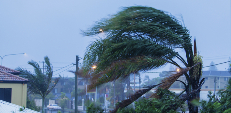 Palm trees blowing in strong winds. Palm trees blowing in strong winds.