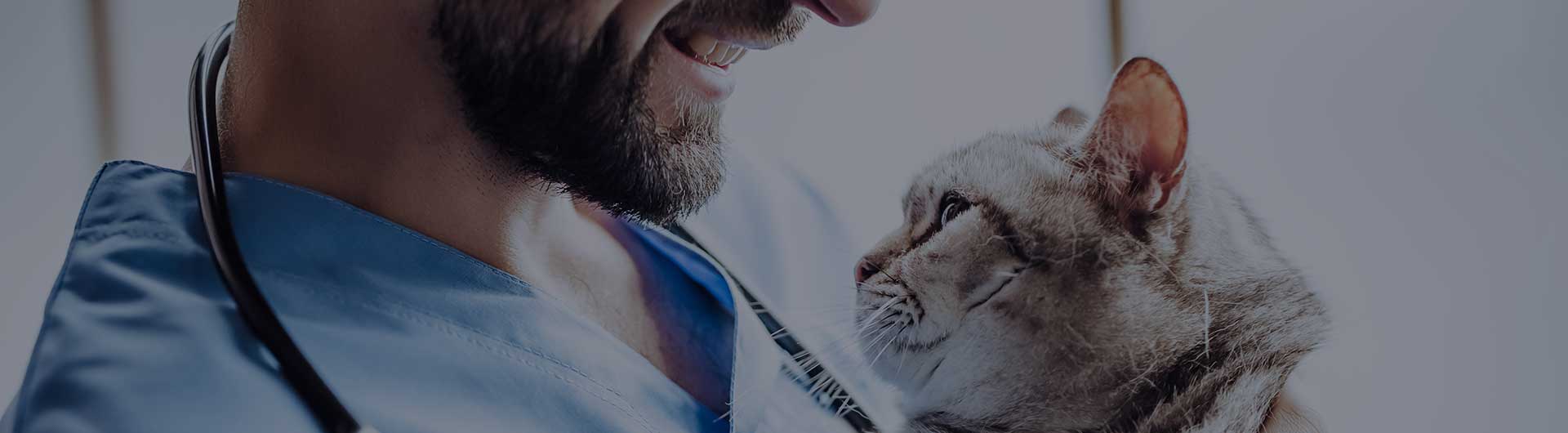 Cropped image of male doctor veterinarian with stethoscope is holding a grey cat at vet clinic.