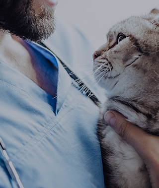 Veterinarian & Veterinary Practice Business Insurance Quotes | Insureon