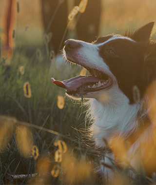 Pet Care Business Insurance Quotes | Insureon