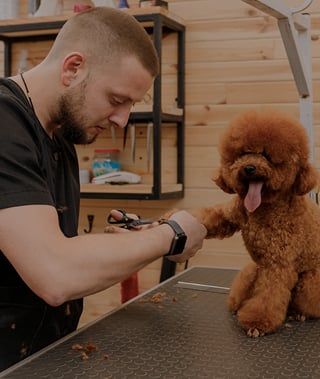 Mobile Dog Pet Grooming Insurance: Get Free Quotes Insureon