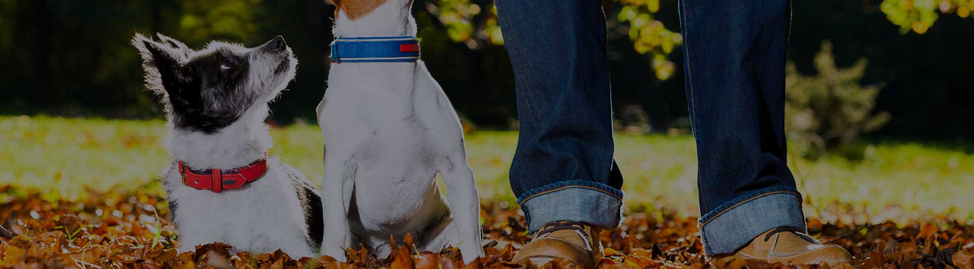 Dog and Pet Training Business Insurance Insureon