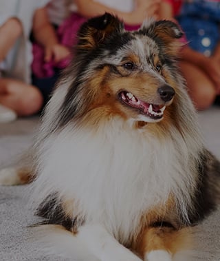 Animal-Assisted Therapist Business Insurance Quotes | Insureon Animal-Assisted Therapist Business Insurance Quotes | Insureon