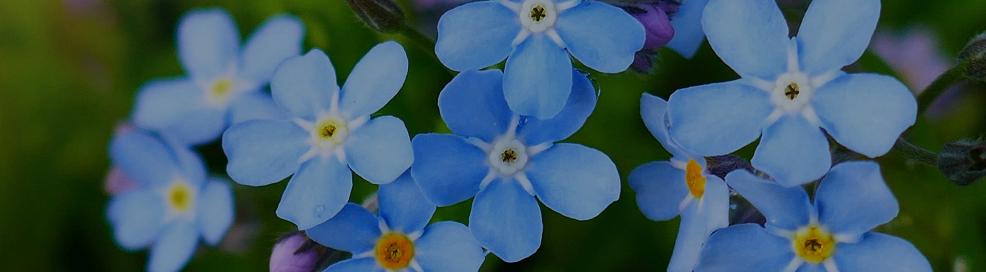 Forget-me-nots, Alaska's state flower.