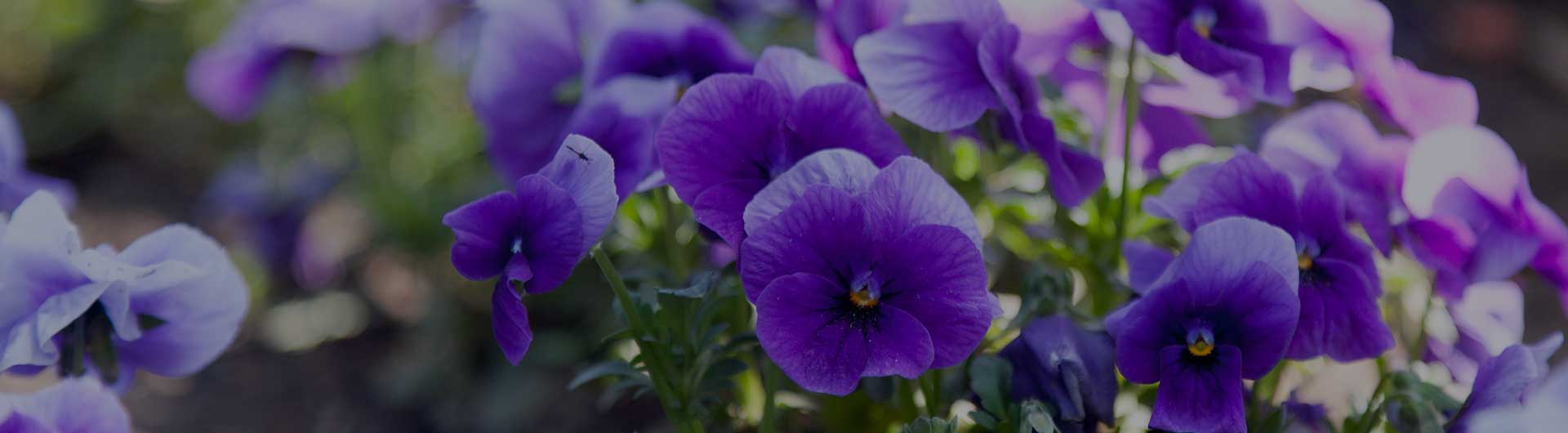 Violet flowers, Illinois' state flower.