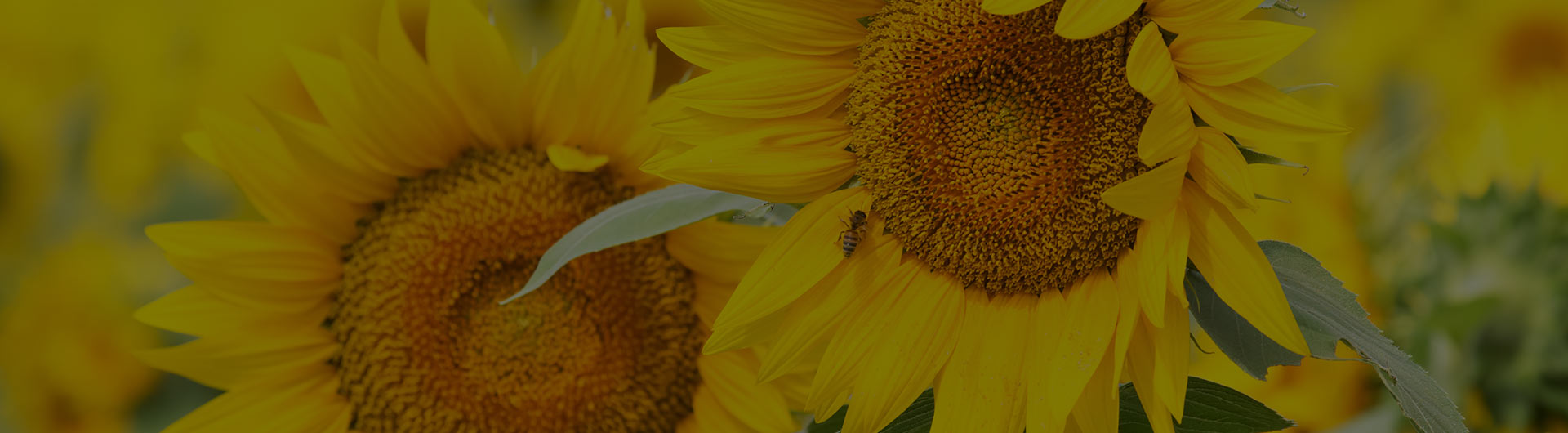 Sunflowers, Kansas' state flower.