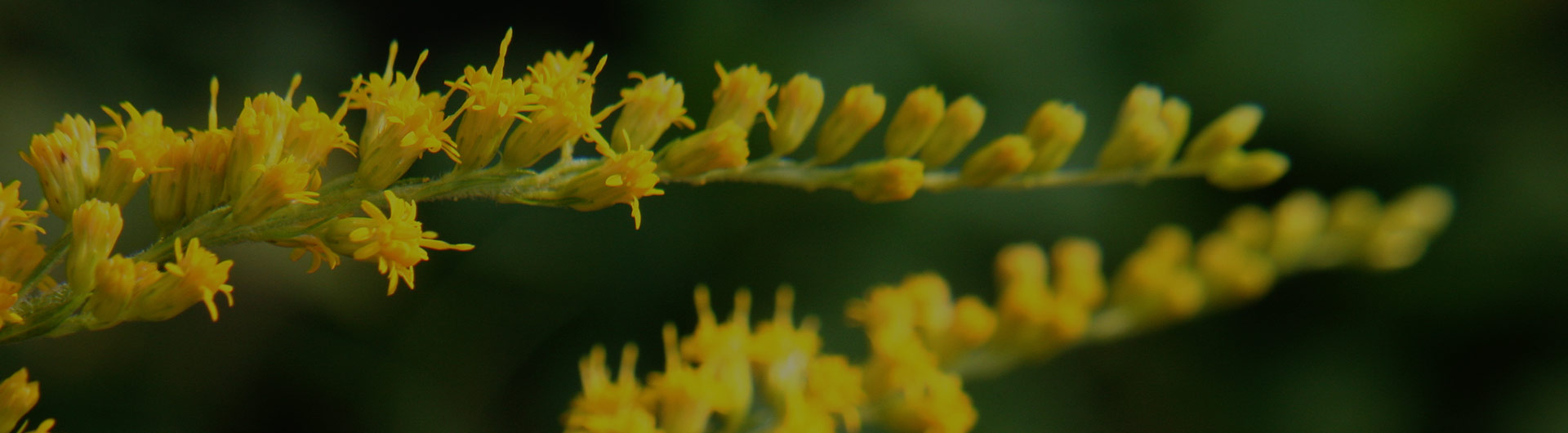 Goldenrod flowers, Nebraska's state flower.
