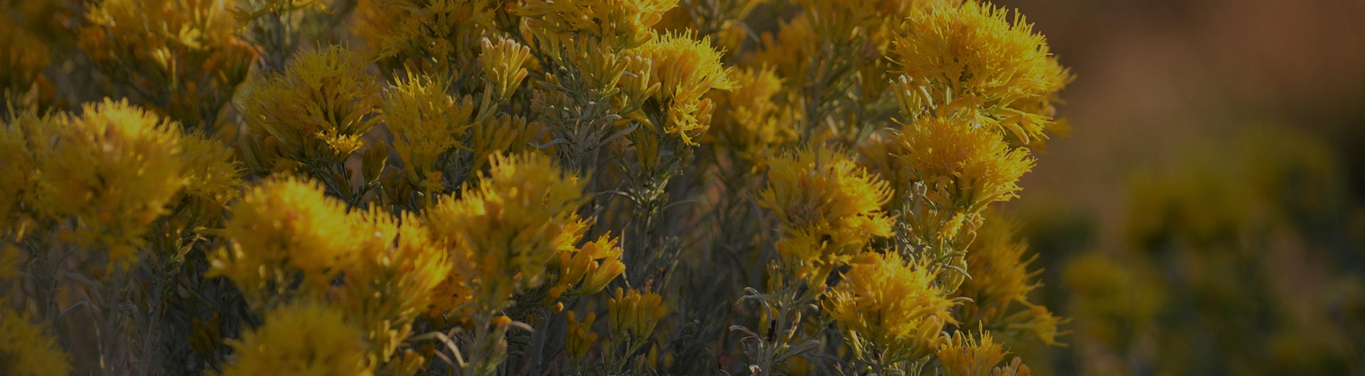 Yellow sagebrush, Nevada's state flower.