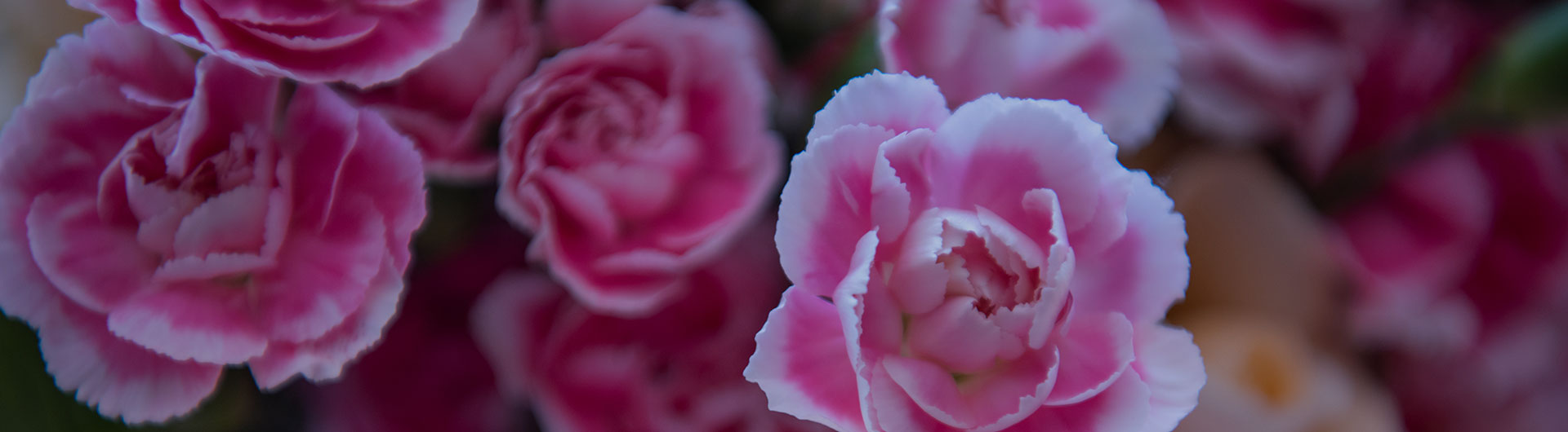 Pink carnation, Ohio's state flower.