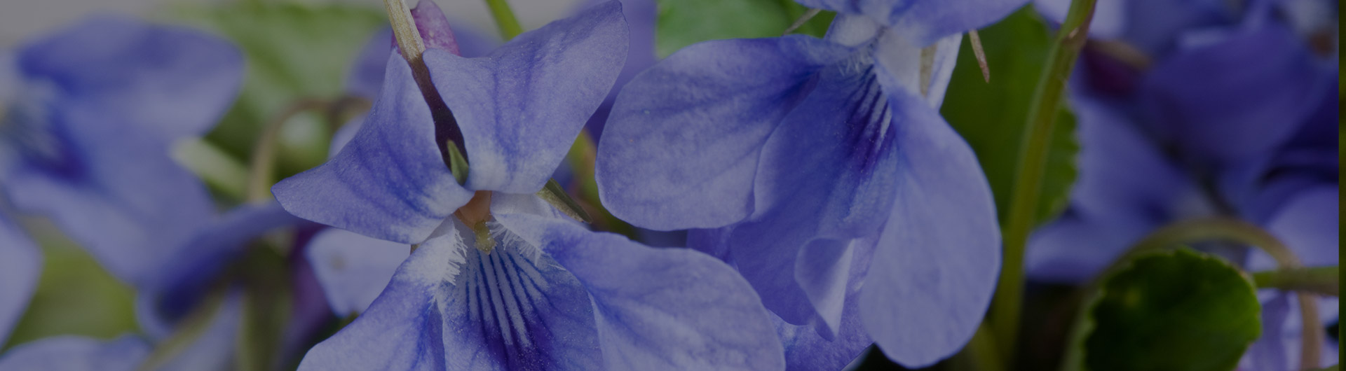 Common blue violet, Rhode Island's state flower.