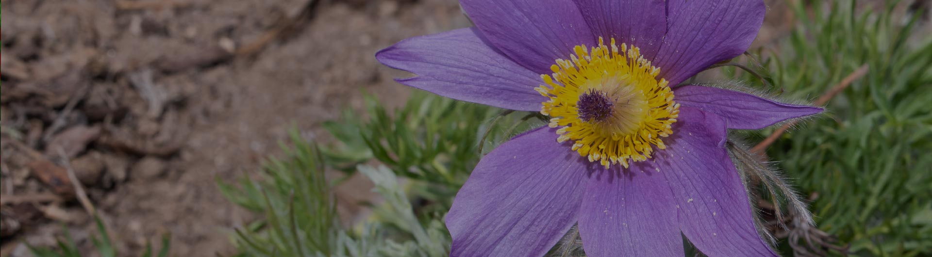 American Pasque flower, South Dakota's state flower.