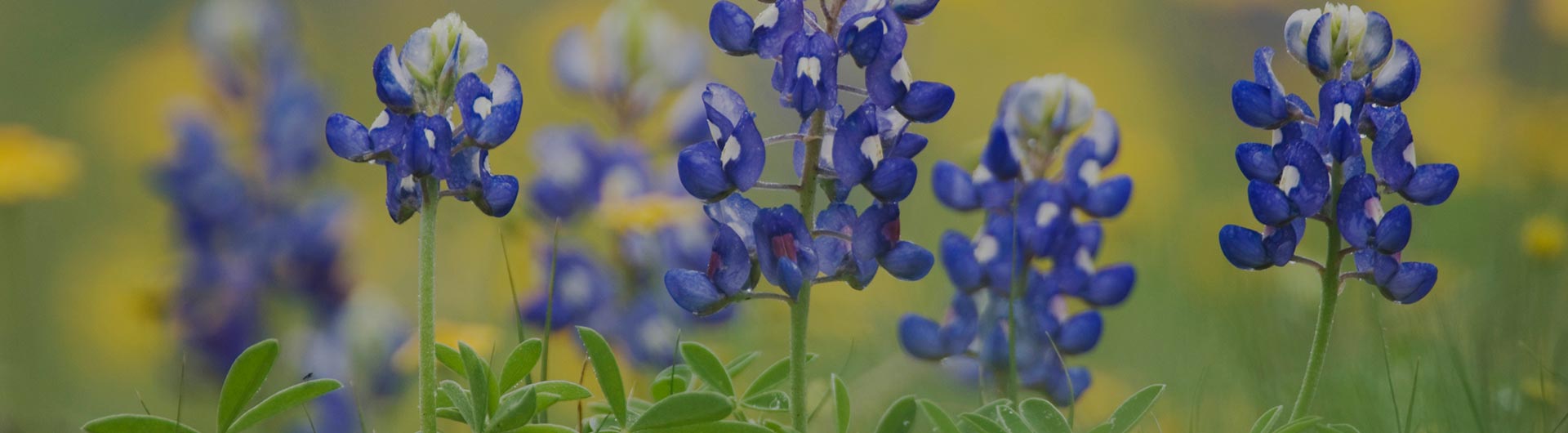 Bluebonnet wildflower, Texas' state flower.
