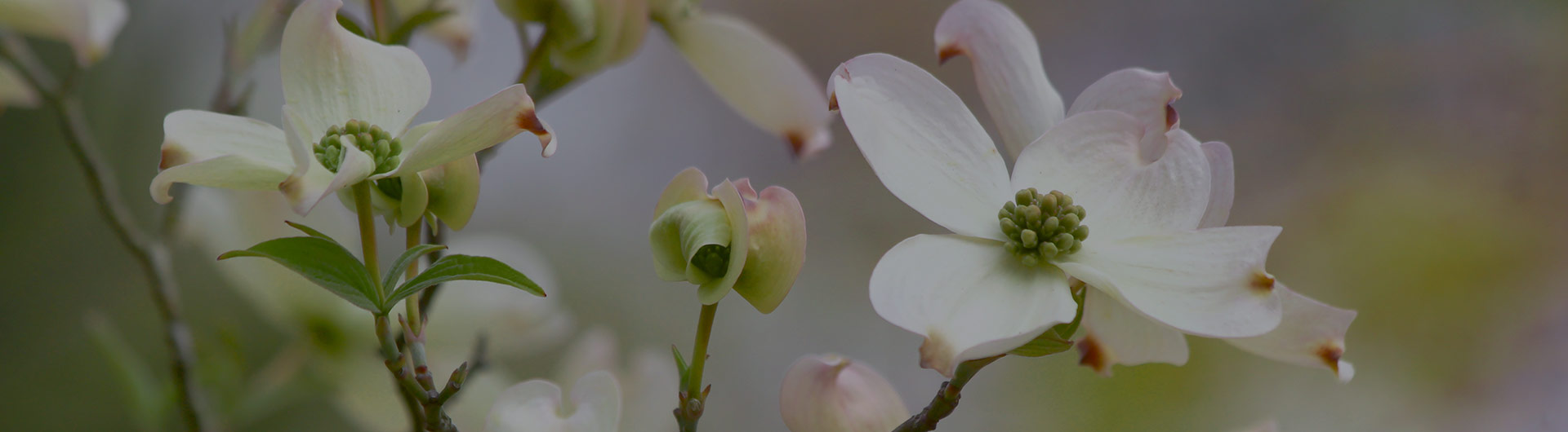 Flowering dogwood, Virginia's state flower.