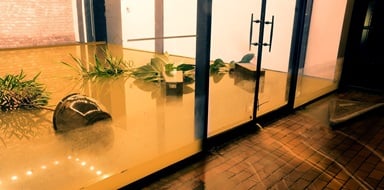 Plants floating in a flooded small business office entryway.