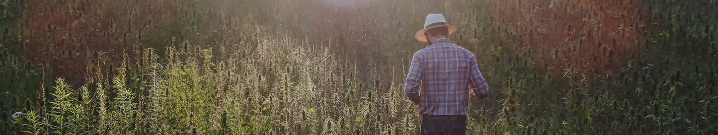 Cannabis cultivator walking across a sunny field of cannabis.