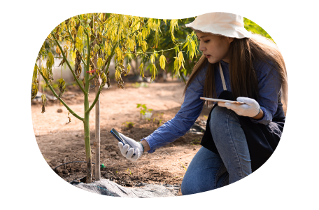 Cannabis business owner cultivating their crops.