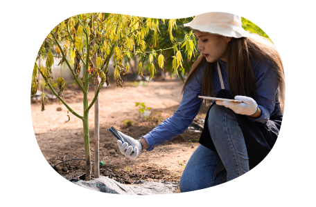 Cannabis business owner cultivating their crops. Cannabis business owner cultivating their crops.