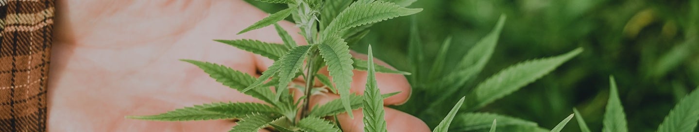 Hand holding marijuana plant
