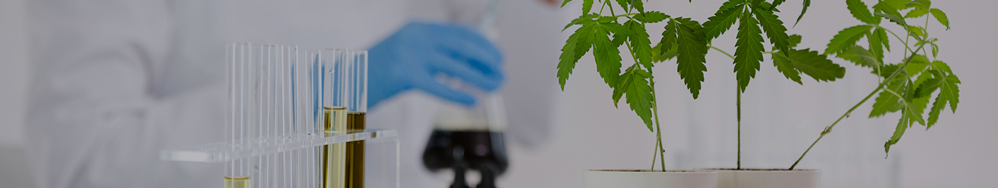 Test tubes next to a cannabis plant in a cannabis laboratory.