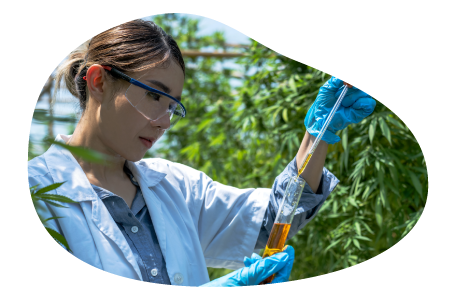 Employee observing cannabis sample in a laboratory. Employee observing cannabis sample in a laboratory.