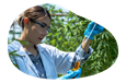 Employee observing cannabis sample in a laboratory.