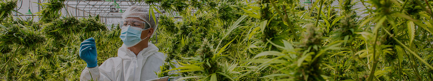 An employee in PPE checks on cannabis plants in a greenhouse.