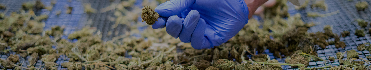 A cannabis processor holds a piece of dried cannabis above a mesh rack.