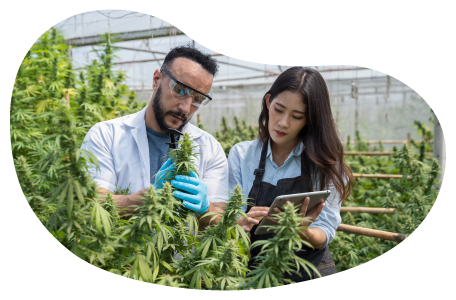 Cannabis processors examining marijuana plants.