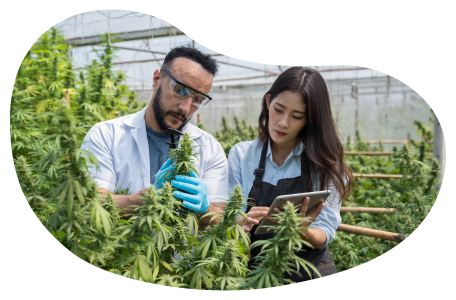Cannabis processors examining marijuana plants.