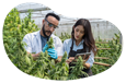 Cannabis processors examining marijuana plants.