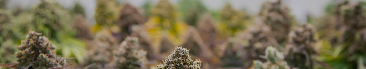 Cannabis plants budding under grow lights. Cannabis plants budding under grow lights.
