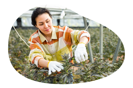 Cannabis wholesaler maintaining product.