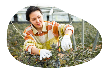 Cannabis wholesaler maintaining product. Cannabis wholesaler maintaining product.