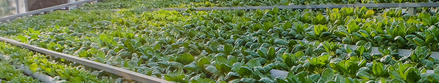 Industrial greenhouse.