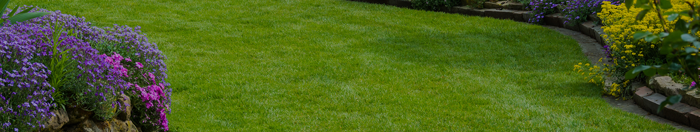 A yard meticulously maintained by a gardening business.