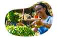 A gardener trims a plant.