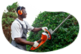 Lawncare professional trimming bushes.