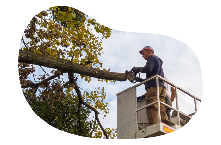 A tree trimmer removing a client's tree branch