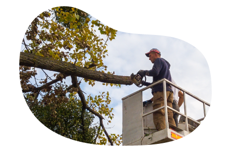 A tree trimmer removing a client's tree branch A tree trimmer removing a client's tree branch