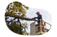 A tree trimmer removing a client's tree branch