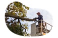 A tree trimmer removing a client's tree branch