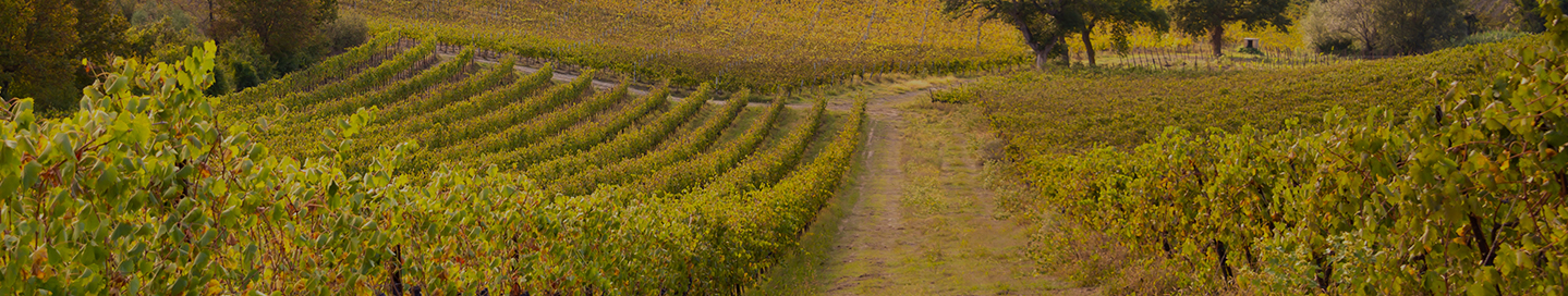 Rows of grapevines in a winery's vineyard.