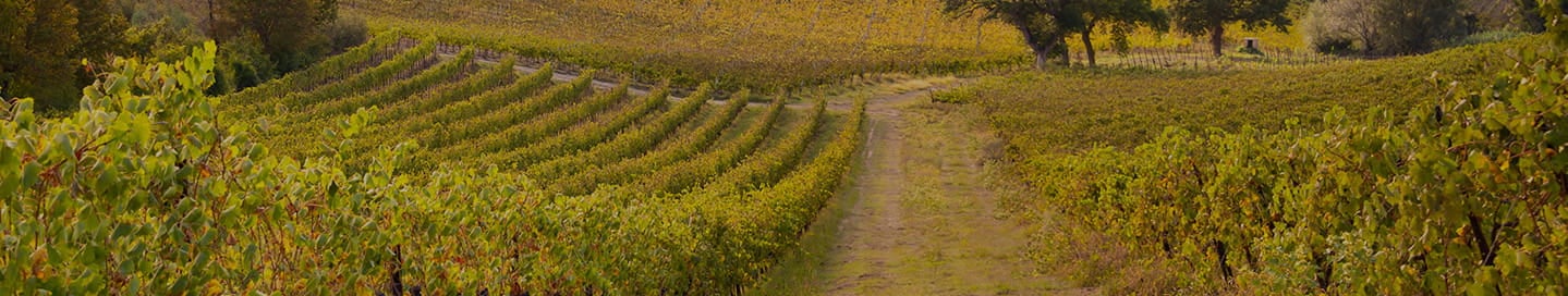 Rows of grapevines in a winery's vineyard. Rows of grapevines in a winery's vineyard.