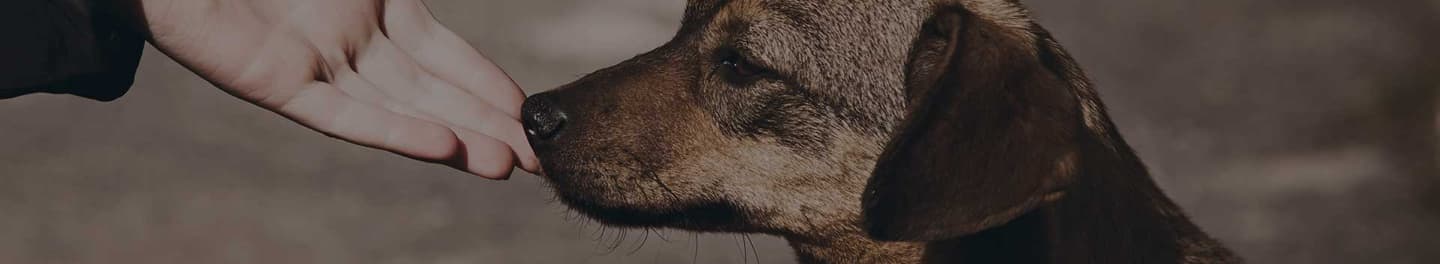 Hand held out to a dog's nose.